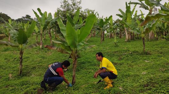 Un técnico de Agrocalidad ofrece una capacitación sobre vigilancia de cultivos de musáceas a un productor de Santo Domingo, el 17 de julio de 2024. Imagen referencial.
