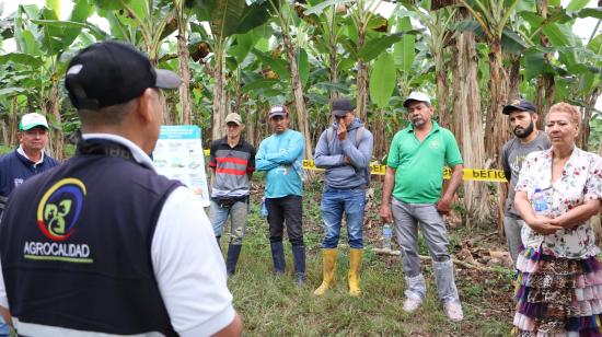 Un técnico de Agrocalidad capacita a productores de musáceas en Manabí. Foto de 2024, referencial.