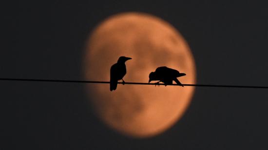 Pájaros en un cable mientras la Luna llena está atrás de ellos, 19 de julio de 2024.