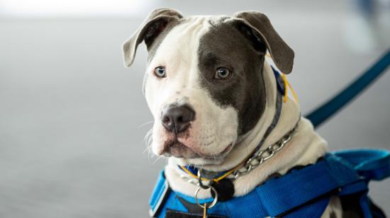 Un perro raza Pitbull durante el Can Fest en Caracas, Venezuela,29 de junio de 2024.