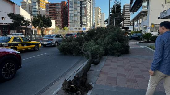 Un árbol caído en la Avenida 6 de Diciembre y pasaje Gaspar Cañero en el norte de Quito, el 23 de julio de 2024.