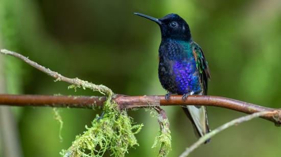 Un colibrí en el Hotel Casa de Vista Alta en el Bosque del Choco en Ecuador, 26 de julio de 2024.