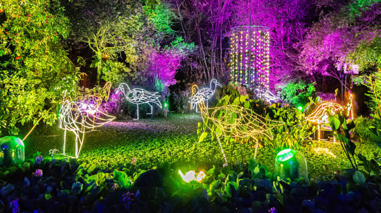 Bosque de Luz, Jardín Botánico de Quito, en su temporada Verano de estrellas