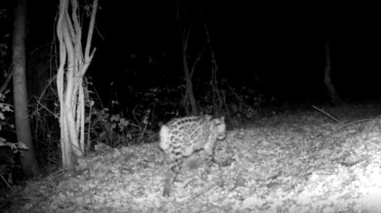 La enigmática situación de ocelotes, yaguarundis, coatíes y otras especies de Cerro Blanco