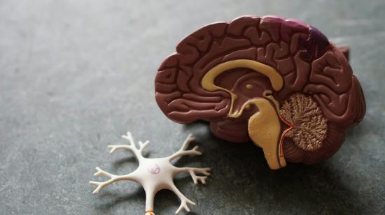 Fotografía referencial de un modelo de estudio que replica la forma de un cerebro humano.