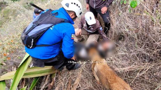 'Milagro' en la montaña: Hallan a un adulto mayor que estuvo cuatro días desaparecido en Carchi