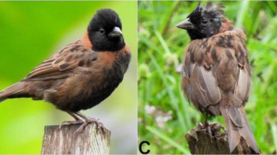 Fotografías de aves que documentan los problemas de color en el plumaje de gorriones criollos en Ecuador, una investigación publicada este 22 de agosto de 2024.