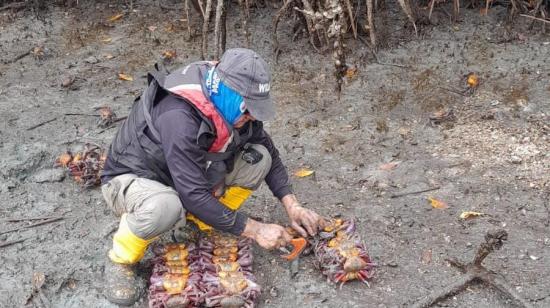 Imagen referencial de controles a la primera veda de cangrejo en Ecuador, en febrero de 2024.