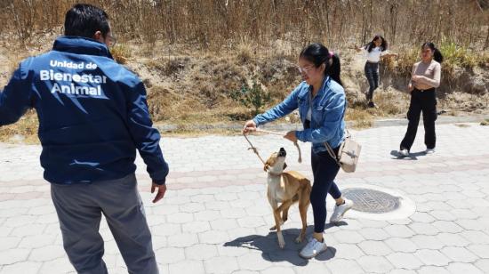 Un perro en estado de desnutrición fue rescatado en Quito este 27 de agosto de 2024.