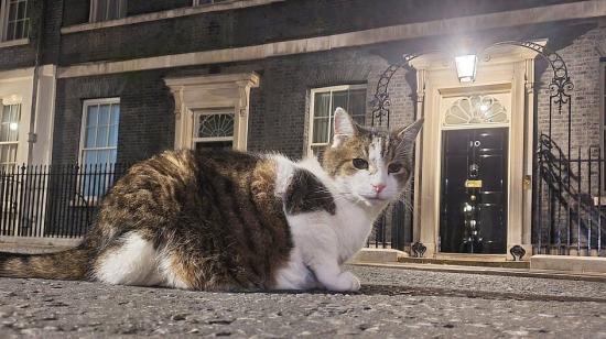 Larry, el famoso gato residente en Downing Street, la residencia del Primer Ministro Británico.