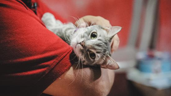 Tigra, una gatita rescatada por la Dirección de Protección de los Derechos de los Animales del Municipio de Guayaquil, en una foto publicada en septiembre de 2024.