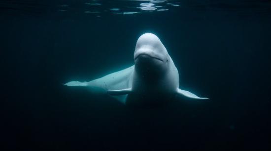 Fotografía de la ballena blanca Hvaldimir publicada en noviembre de 2023 por la organización OneWhale.