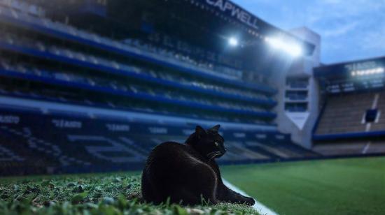 Garra, ese es el nombre que le pusieron en Emelec al gato que apareció en el duelo ante Orense.