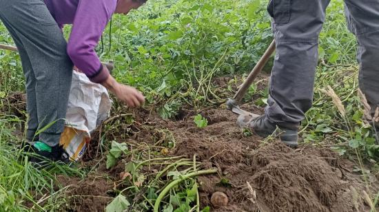 Cultivo de papa Tungurahua