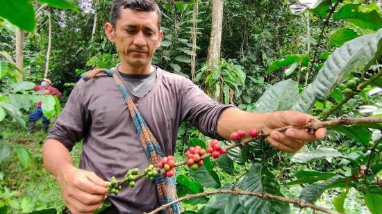 Café de la comunidad de Witoca, en Loreto