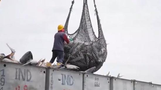 Imagen referencial de la producción pesquera de atún en Ecuador.