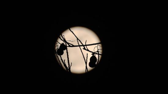 La superluna de la Cosecha en Ecuador, 14 de septiembre de 2024.