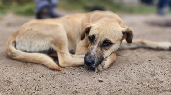 Uno de los perros que tenía Salvador Naula, 15 de septiembre de 2024.