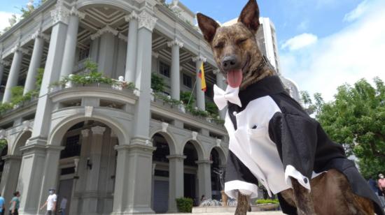 Imagen de archivo de Zeus, en 2021, cuando formó parte de la guardia metropolitana del Municipio de Guayaquil. La mascota falleció este 18 de septiembre de 2024.