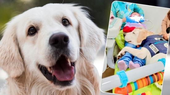 Imagen referencial de un perrito de raza Golden Retriever (izq) y una imagen del verdadero perrito Aldo acompañando a una niña durante una cita al dentista.