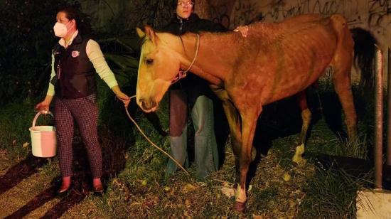 Animales rescatados, afectados por el incendio forestal en Quito, este 24 de septiembre de 2024.