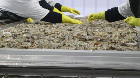 Trabajadores de una empresa camaronera procesan camarones en una planta de producción. Imagen referencial.