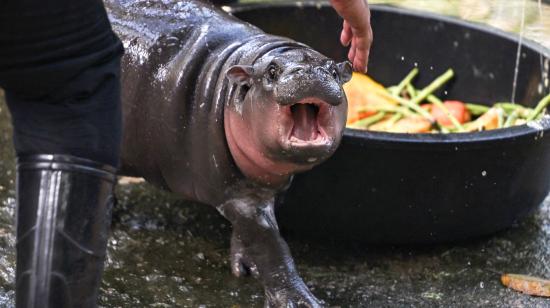 Moo Deng, una hembra de hipopótamo pigmeo que habita en el zoológico de Chonburi, en Tailandia, es la nueva celebridad viral de internet.