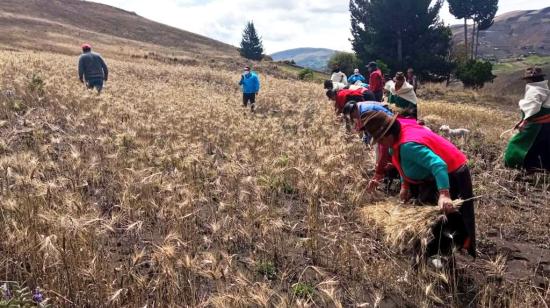 Imagen referencial de agricultores cosechando trigo. Foto de 2021.