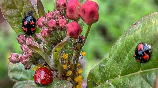 Nueve especies de mariquitas descubiertas en Galápagos