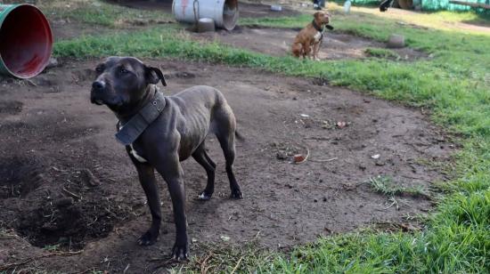 Dos de los perros pitbull rescatados el 5 de octubre de 2024 en Quito-