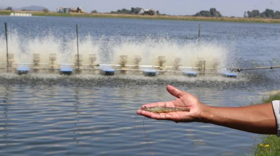 Una persona sostiene en la mano un camarón y al fondo se observa una piscina de camarón. Imagen referencial.