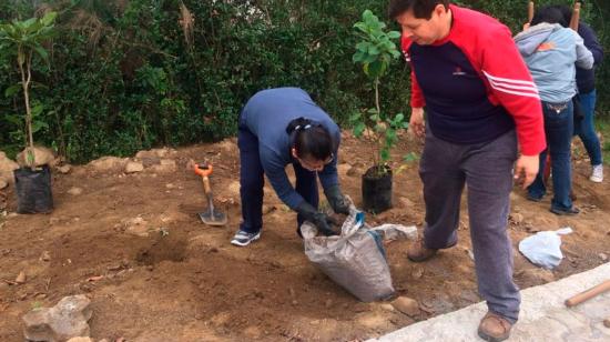 Minga de reforestación en Quito: 20.000 plantas y arbustos se sembrarán este domingo 21 de octubre en 10 sectores