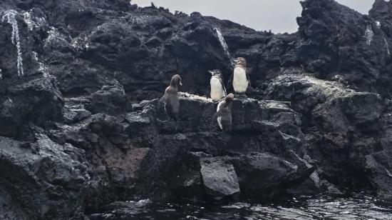 La reproducción de los pequeños pingüinos de Galápagos se reduce, según censo