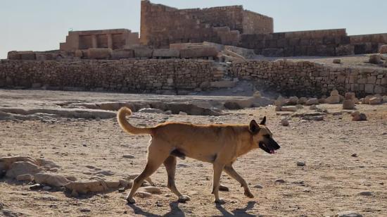 'Apollo', el perro que subió hasta la cima de una pirámide en Egipto, 23 de octubre de 2024.