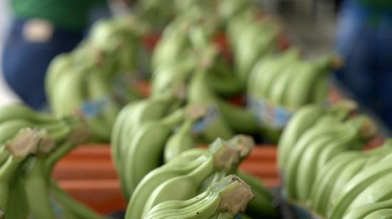 Fotografía tomada el 23 de octubre de un conjunto de bananos precintados para ser exportados desde la Hacienda Celia María, que produce banano orgánico en El Oro.