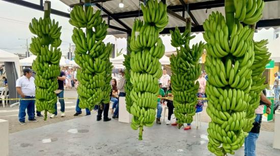 banano ecuador precio