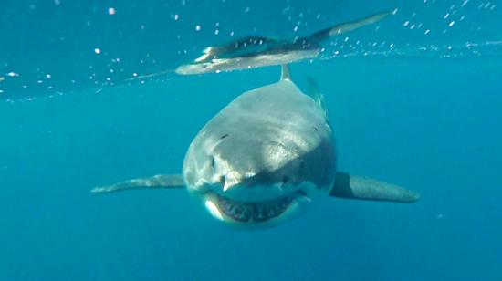 Imagen del tiburón blanco registrado por primera vez en Ecuador, cerca de las Islas Galápagos, compartida este 7 de noviembre por la Fundación Charles Darwin.