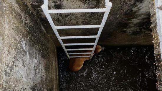 El perro cayó en un estanque de agua y corría el peligro de ahogarse.