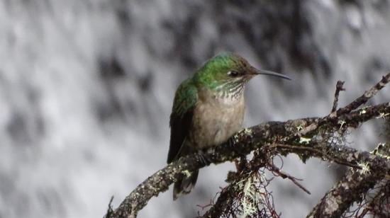 colibrí