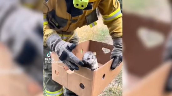 Bomberos rescatan a un erizo afectado por un incendio forestal en Azuay el 18 de noviembre de 2024.