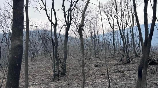 Los incendios forestales de Loja "deben importarle a todo Ecuador" y estas son las razones