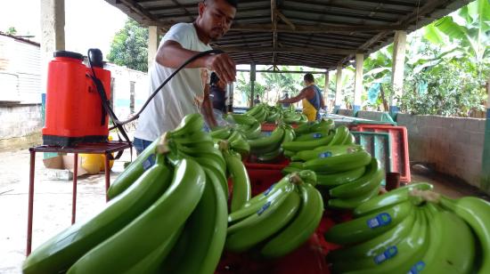 Un trabajador joven de una empresa bananera limpia racimos de banano en una finca, ubicada en Los Ríos, marzo de 2022.