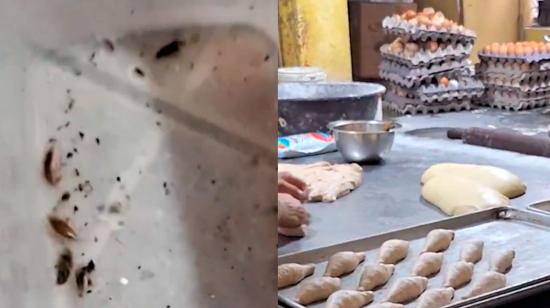 Panaderías del sur de Quito trabajaban en medio de cucarachas y suciedad.