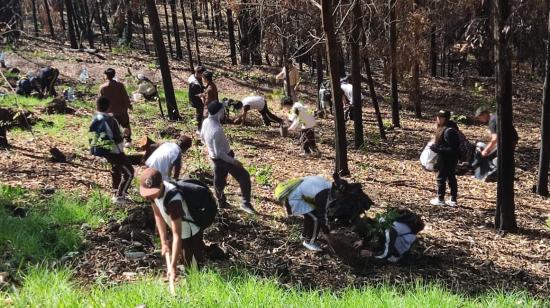 Voluntarios trabajan en la reforestación de El Panecillo, el 23 de noviembre de 2024.