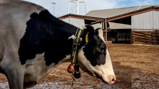 Una vaca se encuentra en un recinto de la UC Davis en Davis, California, el 23 de octubre de 2024.