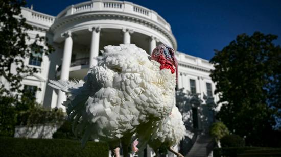 Un pavo en la Casa Blanca de Estados Unidos para Acción de Gracias, 25 de noviembre de 2024.