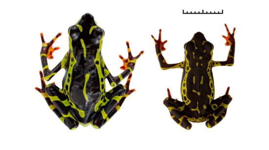 Fotografías del sapo arlequín Atelopus colomai, hallado en Orellana y Pastaza.