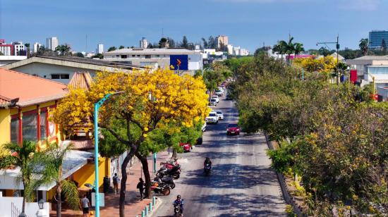 Florecimiento de Guayacanes en Guayaquil, este 26 de noviembre de 2024.