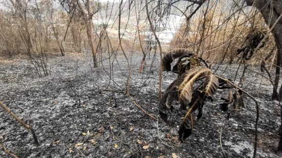 Vista de la devastación que generó incendio forestal en un remanente de bosque seco tropical de Cerro Azul, ubicado a un lado de la vía Perimetral, en el oeste de Guayaquil, este miércoles 4 de diciembre de 2024.