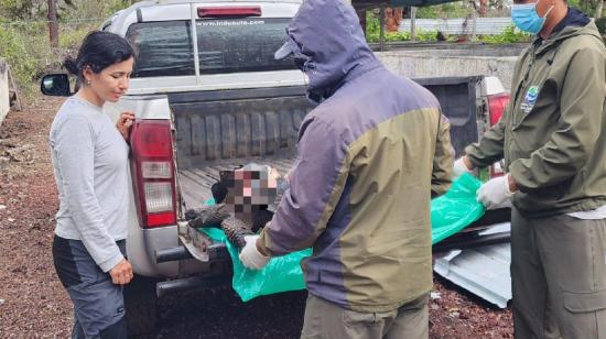 Inician proceso para sancionar al conductor que arrolló a una tortuga en Galápagos